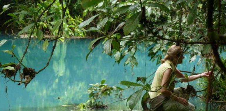 Descubiertas 24 nuevas especies de moscas de las flores en América Central y del Sur