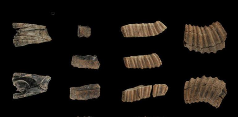 Hace unos 14.000 años los humanos comían ballena en Málaga