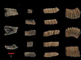 Hace unos 14.000 años los humanos comían ballena en Málaga