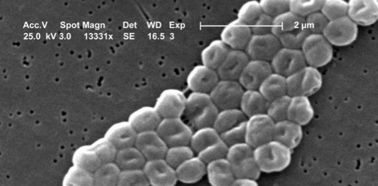 Un estudio determinará cómo se expande un brote de ‘Acinetobacter baumannii’