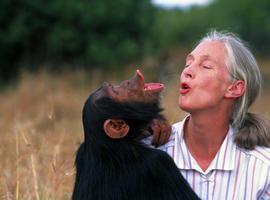 Jane Goodall visitará el Museo de la Evolución Humana y los yacimientos de Atapuerca en febrero