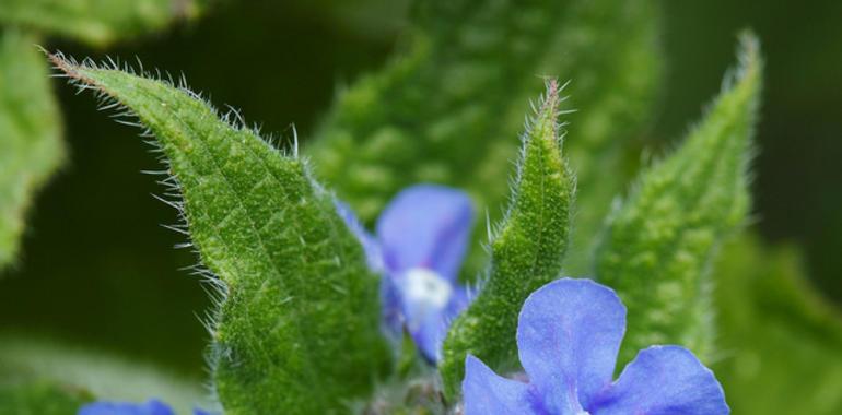 Desde mañana, en la Casa de Cultura de Llanes, la exposición fotográfica “Asturias, naturalmente”