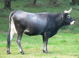 La tasa de prevalencia de la brucelosis bovina en 2012 fue la más baja registrada en Cantabria 