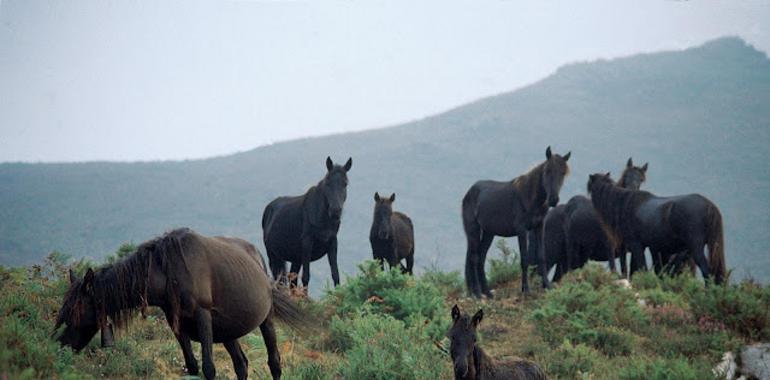 Los asturcones, en peligro de acabar como carne picada por inacción del Principado, denuncia FORO