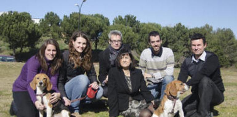 Consiguen curar la diabetes tipo 1 en perros