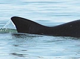México busca la recuperación de la Vaquita Marina, en grave peligro de extinción