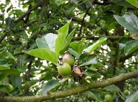 Jornada de poda y cuidados de invierno en plantaciones de manzano de sidra