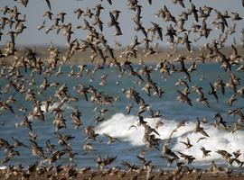 Avistaje de aves: creciente atracción para extranjeros en Argentina