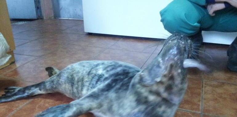 La foquina Playu comenzó hoy a comer por sí sola y evoluciona favorablemente
