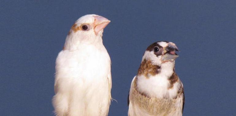 Los pájaros cantores aprenden gramática