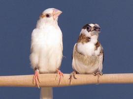Los pájaros cantores aprenden gramática