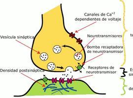 Una proteína podría revertir el daño cerebral