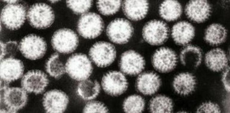 La vacuna contra el virus de la gastroenteritis aguda tiene más de un 80% de eficacia 