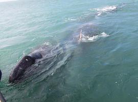 México rechaza la caza científica de ballenas