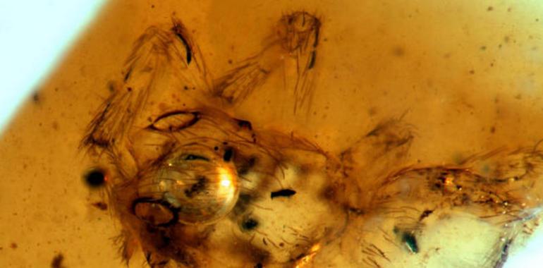 Una nueva especie de araña con dos grandes ojos laterales y patas con espinas 