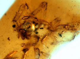 Una nueva especie de araña con dos grandes ojos laterales y patas con espinas 