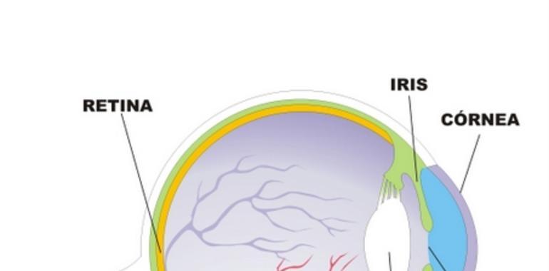 Un sistema de bajo coste para detectar alteraciones en el eje de fijación visual