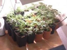 Conferencia sobre el consumo de cannabis en adolescentes 