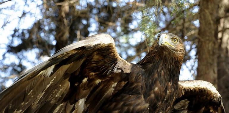 En México viven 81 parejas reproductivas de águila real