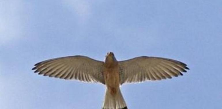 Drones investigan al cernícalo primilla