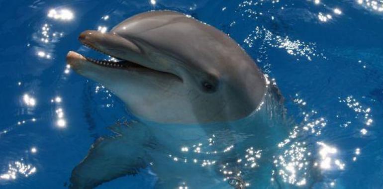  El hombre que quiso hablar delfino