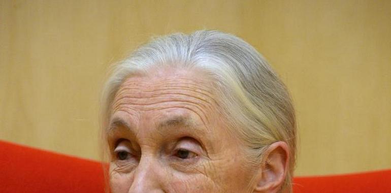 Jane Goodall: "Si yo fuera un toro no querría participar en una lidia"