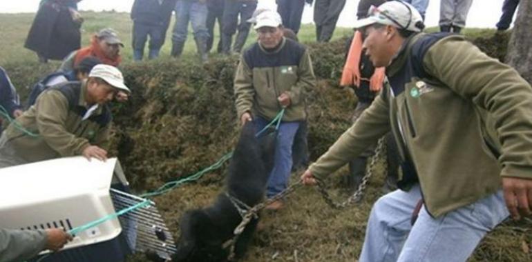 Rescatado Oso de Anteojos en Chimborazo