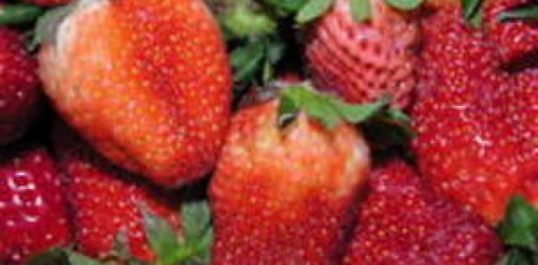 Las hojas de fresa son potenciales fuentes de antioxidantes de origen natural