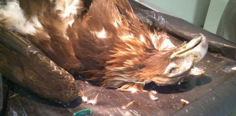 Imputado un cazador por utilizar cebos envenenados y causar la muerte a varias rapaces