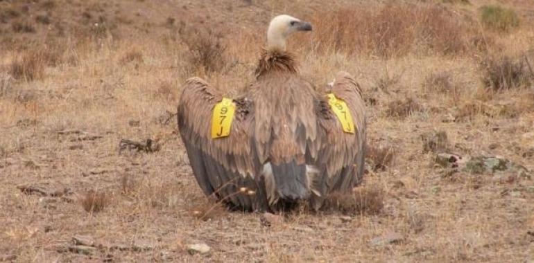 Detenido por envenenaminto continuado de fauna silvestre en Torrente de Cinca