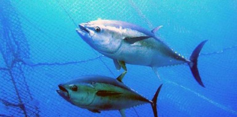 El País Vasco reivindica el carácter de ‘pesca artesanal’ de la costera  del bonito y atún rojo