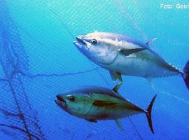El País Vasco reivindica el carácter de ‘pesca artesanal’ de la costera  del bonito y atún rojo