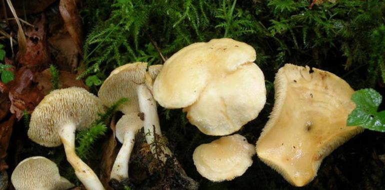 Dos nuevas especies de setas en la península ibérica 