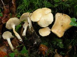 Dos nuevas especies de setas en la península ibérica 