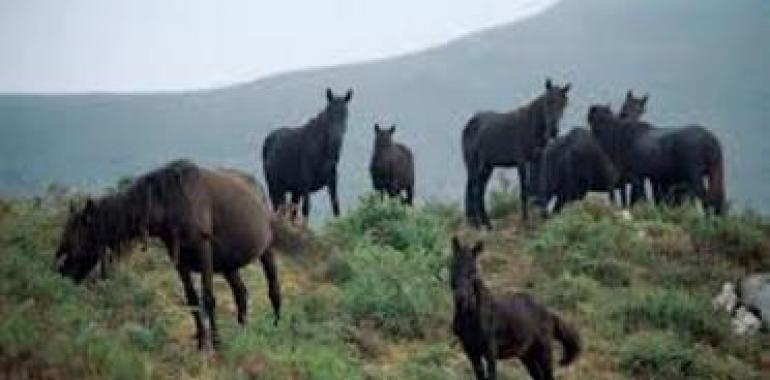 Monte Cayón ¡Más asturcones y menos ocalitos!!