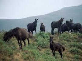 Monte Cayón ¡Más asturcones y menos ocalitos!!