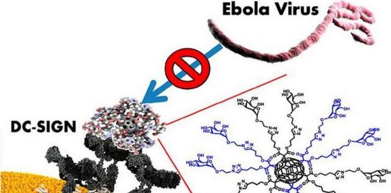 Bloquean la entrada del VIH y Ébola en células del sistema inmunitario