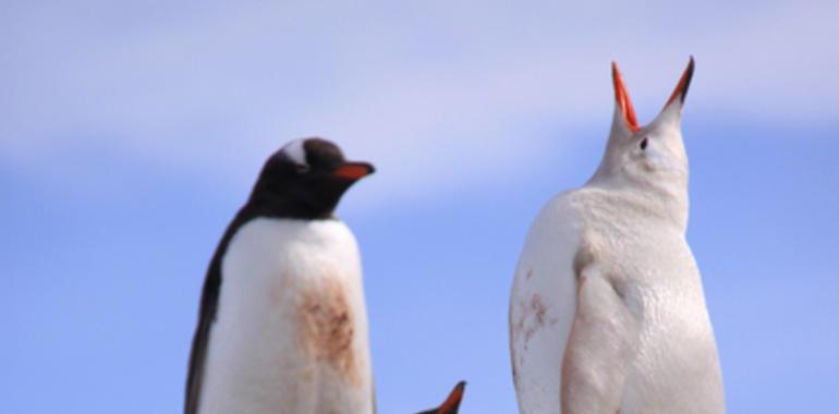 Las aves del siglo XXI, más sedentarias