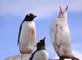 Las aves del siglo XXI, más sedentarias