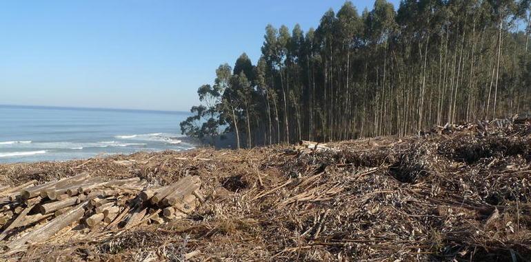 Greenpeace pide cambios en la política del Eucalipto para resolver su problemática