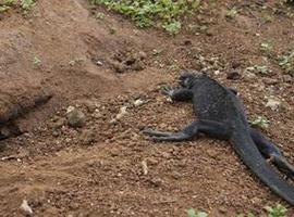 Comenzó el período de reproducción de las iguanas marinas en Galápagos