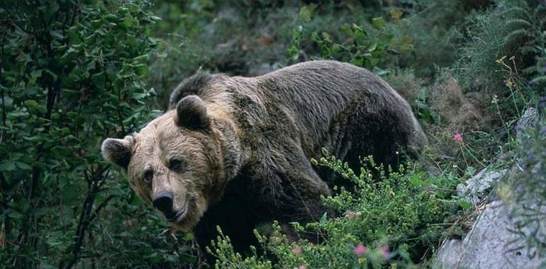 Cantabria y la Fundación Oso Pardo organizan este domingo una nueva plantación de frutales 