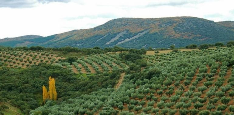 El asalto del PP a los montes públicos consigue unir a ecologistas y forestales