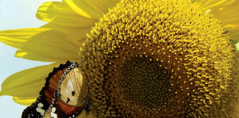 Los insectos silvestres polinizan las cosechas mejor que las abejas domésticas