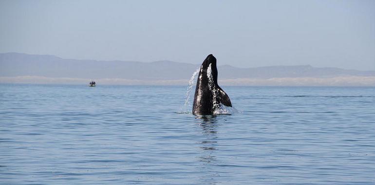 Mil 321 ballenas grises en el santuario del Vizcaíno