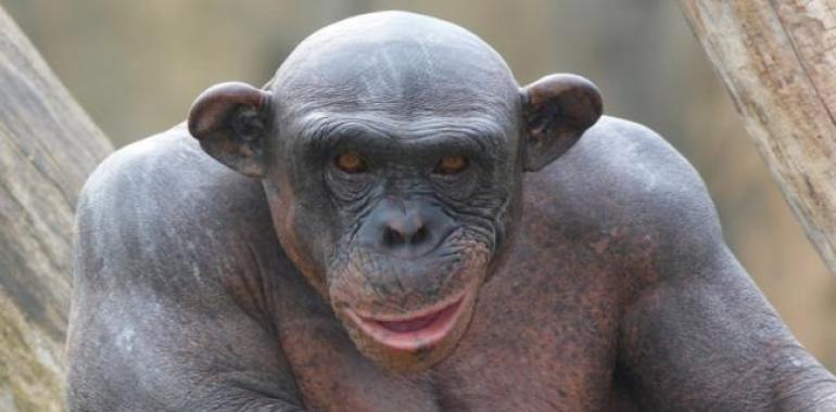  ¿Quién tiene más pelos, un humano o un chimpancé
