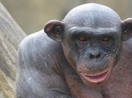  ¿Quién tiene más pelos, un humano o un chimpancé