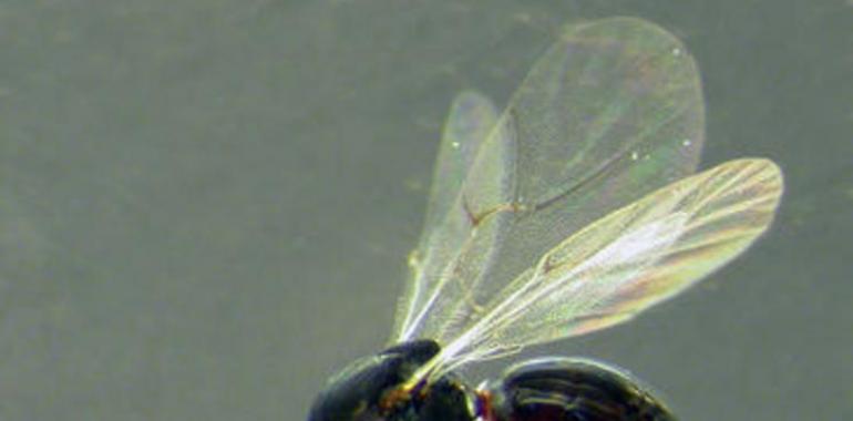 Descubren dos nuevas especies de avispas de las agallas en la península ibérica