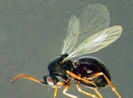 Descubren dos nuevas especies de avispas de las agallas en la península ibérica