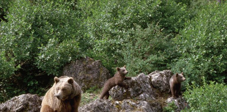 Censadas más de 30 osas y 60 crías en la Cordillera Cantábrica